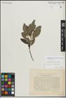 Foto von Salix myrsinifolia Salisb. x Salix phylicifolia L.